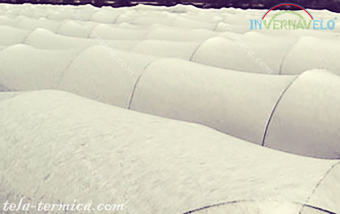 los micro túneles de Invernavelo instalados en campo de cultivos para protección contra las heladas.