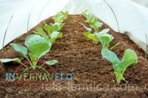 Protección de manta térmica en hortalizas