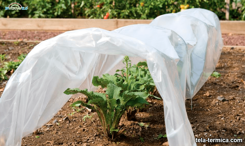 Recomendaciones al instalar una manta térmica en cultivo de hortalizas -  INVERNAVELO tela termica